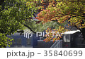 紅葉したカエデ 35840699