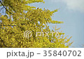 メタセコイアの黄葉 35840702