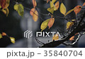 紅葉した桜の葉 35840704