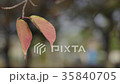紅葉した桜の葉 35840705