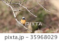 Familiar wild bird Jobitaki 35968029