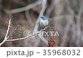 Blue bird Ruribitaki 35968032