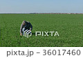 Farmer examining quality of wheat field  36017460