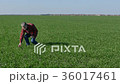 Farmer examining quality of wheat field  36017461