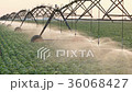 Soybean field with watering system 36068427