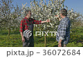 Agronomist and farmer in cherry orchard 36072684