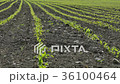Rows of young corn plant in field 36100464