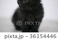 funny little kitten 36154446