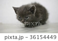 funny little kitten 36154449