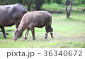Buffalo and buffalo calf on meadow.(Thailand) 36340672