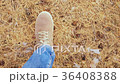 Looking down while walking in the pine forest 36408388