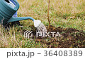 Watering from a watering can of a young tree 36408389