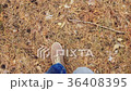 Looking down while walking in the pine forest 36408395