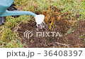Watering from a watering can of a young tree 36408397