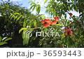Peach fruits hanging on Peach tree 36593443
