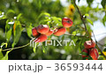 Peach fruits hanging on Peach tree 36593444