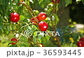 Peach fruits hanging on Peach tree 36593445