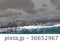Sea bream 36652967