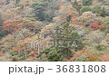 Ebino plateau autumn leaves 36831808