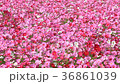 Shaking cosmos 36861039