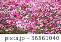 Shaking cosmos 36861040