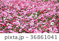 Shaking cosmos 36861041