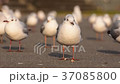 左側へ横歩きするカモメ 37085800