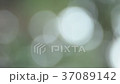 木漏れ日 37089142