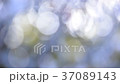 木漏れ日 37089143