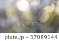 木漏れ日 37089144