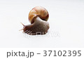 Giant snail Achatina 37102395