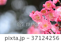紅梅と木漏れ日 37124256