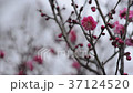 紅梅と雪 37124520