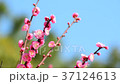 紅梅と青空 37124613
