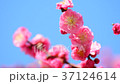 紅梅と青空 37124614