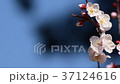 梅の花 37124616