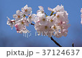 桜 37124637