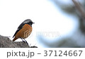 ジョウビタキ 37124667