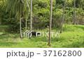 Buffalo grazing in a hayfield. Palm trees in the 37162800