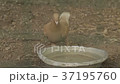 One pigeon drink water from bowl 37195760