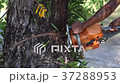 Is felling Tree with Chainsaw. 37288953