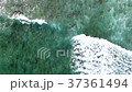 Hawaii 37361494