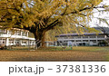 Main ginkgo of Kagoshima 37381336