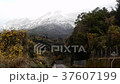 Sakurajima Crown Snow 37607199