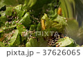 Salad leaves with sesame seeds. 37626065