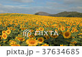 Wonderful view of sunflowers field under blue sky, 37634685