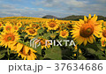 Wonderful view of sunflowers field under blue sky, 37634686