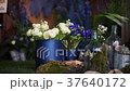 White flowers ranunkulys-2 37640172