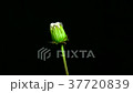 蒲公英的絨毛時間流逝 37720839