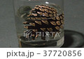 松果 37720856